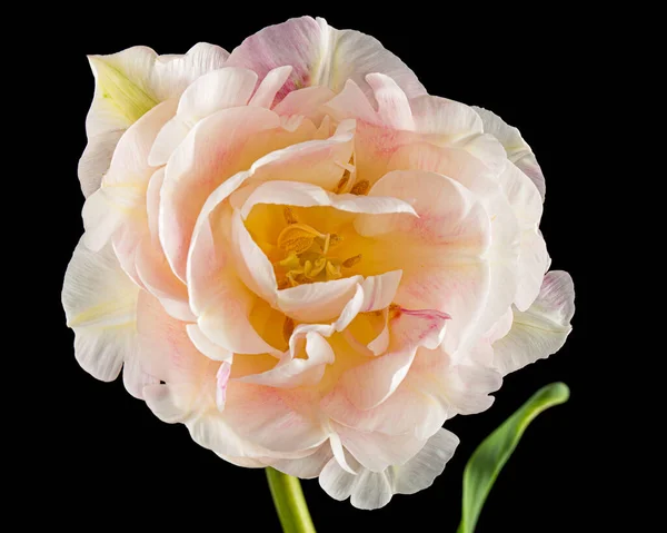 Weiche Cremefarbene Tulpenblume Isoliert Auf Schwarzem Hintergrund — Stockfoto