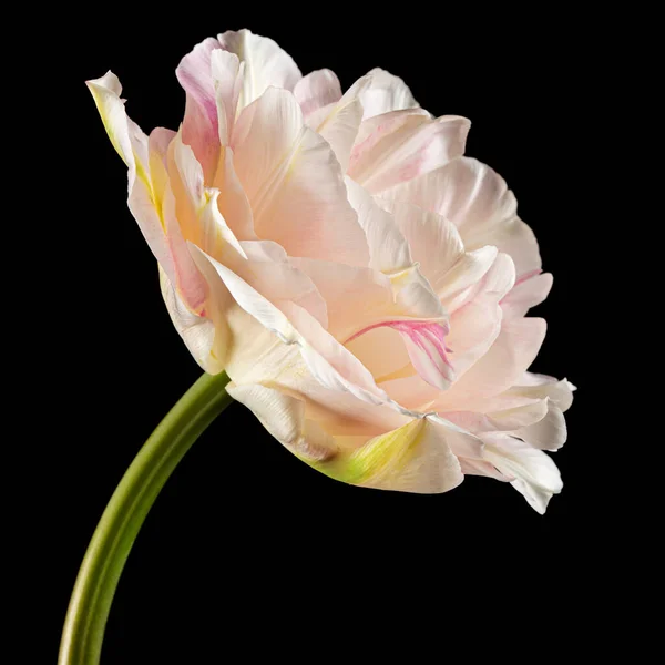 黒の背景に隔離されたソフトクリームチューリップの花 — ストック写真