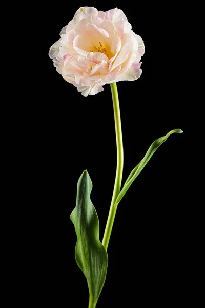Miękki Kwiat Tulipan Krem Odizolowany Czarnym Tle — Zdjęcie stockowe