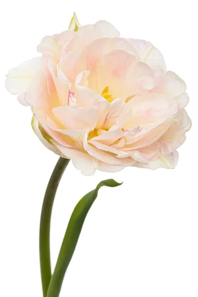 Fleur Tulipe Crème Douce Isolée Sur Fond Blanc — Photo