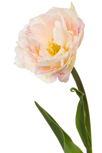 Miękki Kwiat Tulipan Krem Izolowany Białym Tle — Zdjęcie stockowe