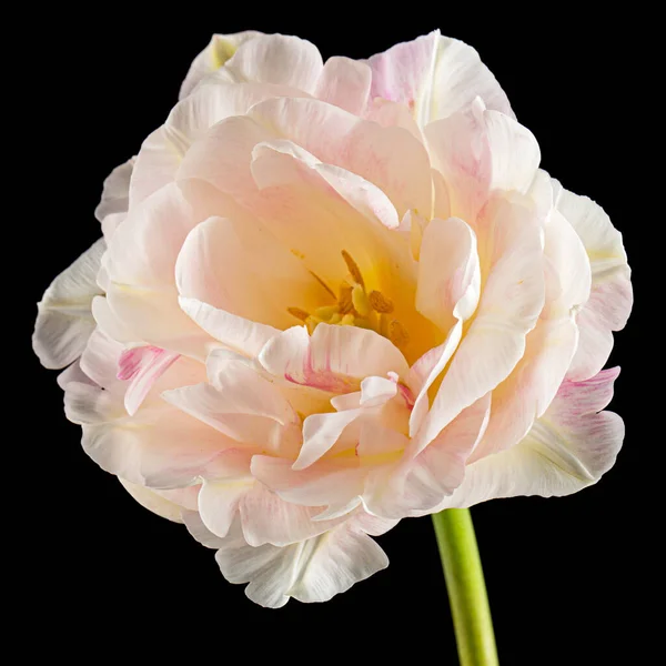 Měkký Krém Tulipán Květiny Izolované Černém Pozadí — Stock fotografie