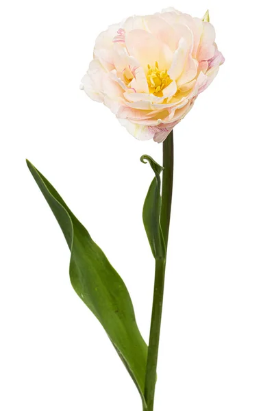 Puha Krém Tulipán Virág Elszigetelt Fehér Alapon — Stock Fotó