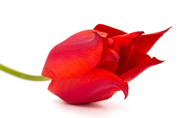 Fiore Tulipano Rosso Primo Piano Isolato Sfondo Bianco — Foto Stock
