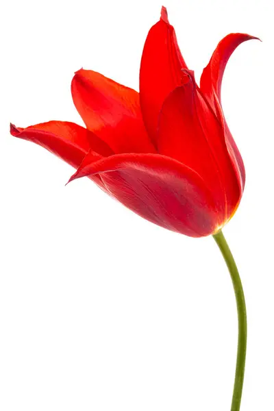 Virág Piros Tulipán Közelkép Elszigetelt Fehér Alapon — Stock Fotó