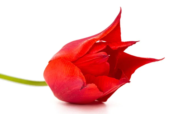 Λουλούδι Της Κόκκινης Τουλίπας Closeup Απομονώνονται Λευκό Φόντο — Φωτογραφία Αρχείου
