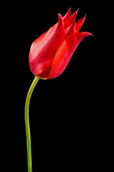 黒い背景に孤立した赤いチューリップの花 — ストック写真