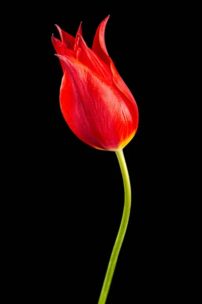 Virág Piros Tulipán Közelkép Elszigetelt Fekete Háttér — Stock Fotó