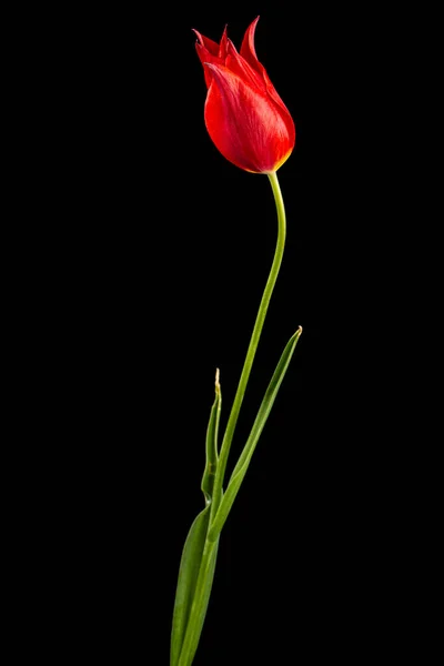 红色郁金香特写花 在黑色背景上隔离 — 图库照片