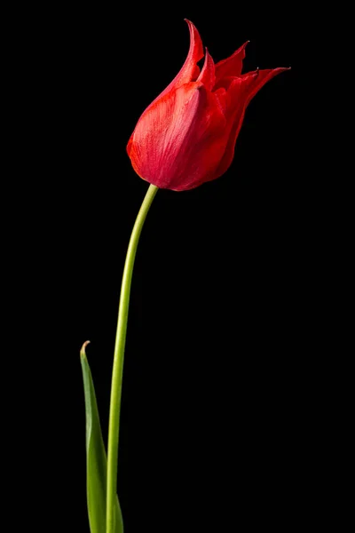 Fiore Tulipano Rosso Primo Piano Isolato Sfondo Nero — Foto Stock