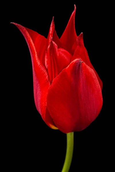 Flor Tulipa Vermelha Closeup Isolado Fundo Preto — Fotografia de Stock