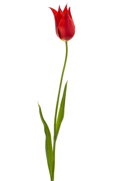 Virág Piros Tulipán Közelkép Elszigetelt Fehér Alapon — Stock Fotó
