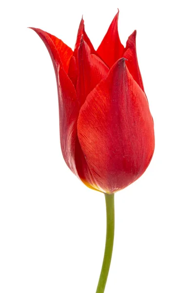 Λουλούδι Της Κόκκινης Τουλίπας Closeup Απομονώνονται Λευκό Φόντο — Φωτογραφία Αρχείου