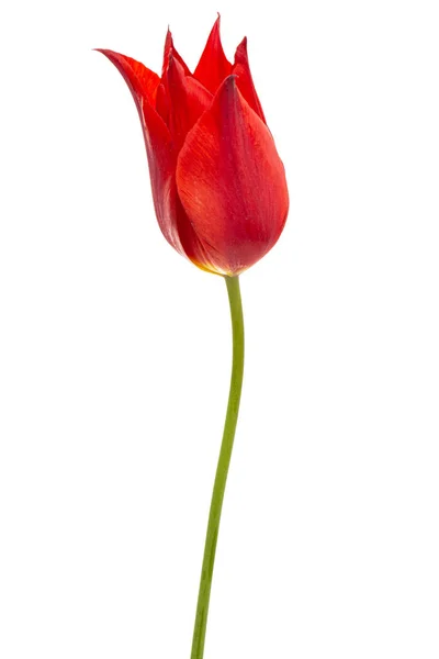Flor Tulipa Vermelha Closeup Isolado Fundo Branco — Fotografia de Stock
