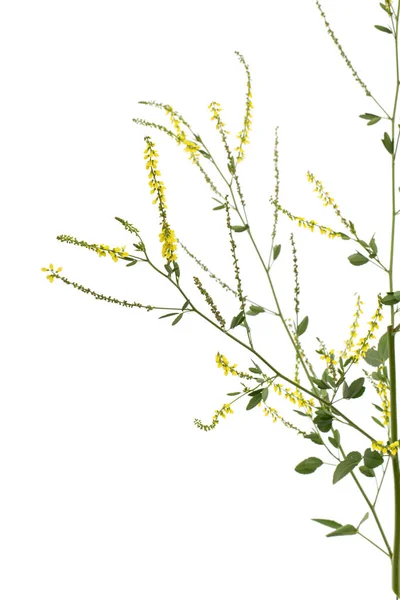 可爱的三叶草 Lat 扁桃体 在白色背景下被隔离 — 图库照片