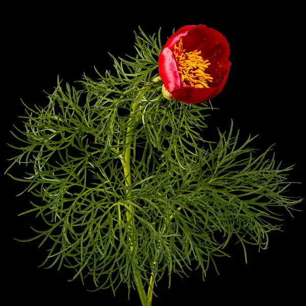 Czerwony Kwiat Piwonii Odizolowany Czarnym Tle — Zdjęcie stockowe