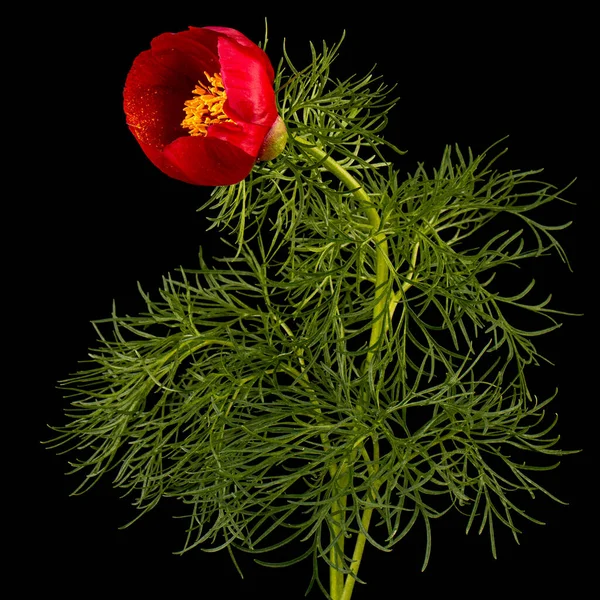 牡丹的红色花朵 在黑色背景上被隔离 — 图库照片