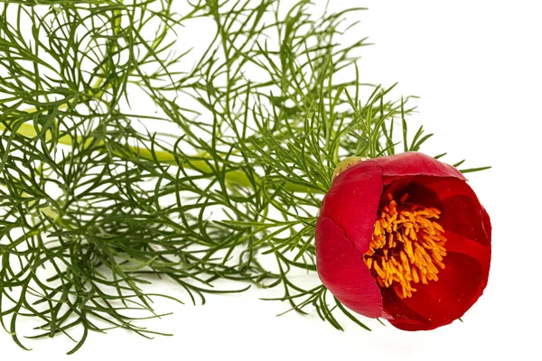 Röd Blomma Pion Isolerad Vit Bakgrund — Stockfoto