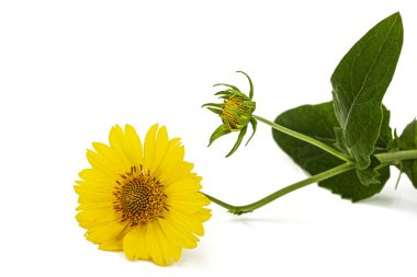 Koreopsis (Koreopsis lanceolata) sarı çiçekleri, beyaz arka planda izole edilmiştir.