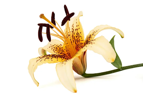 Grande Flor Amarela Lírio Brindle Isolado Fundo Branco — Fotografia de Stock
