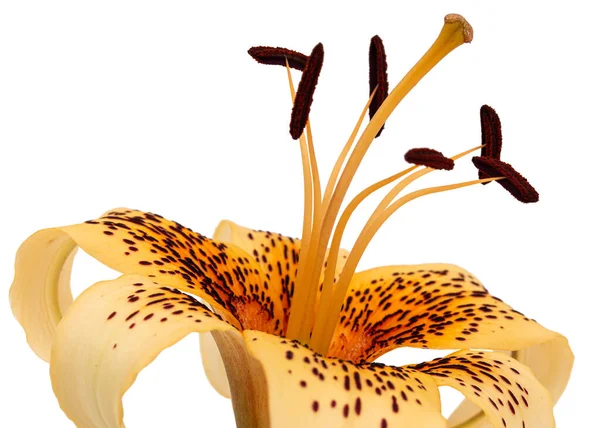 Большой Желтый Цветок Лилии Изолированный Белом Фоне — стоковое фото