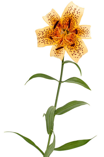 Big yellow flower of brindle lily, isolated on white background