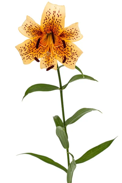 Große Gelbe Blume Der Gestromten Lilie Isoliert Auf Weißem Hintergrund — Stockfoto