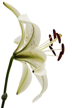 Beyaz arka plan üzerinde izole brindle lily büyük çiçek