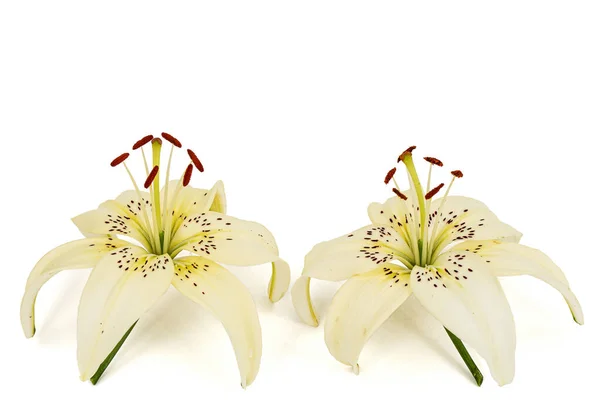Two Flowers Brindle Lily Isolated White Background — Stock Photo, Image