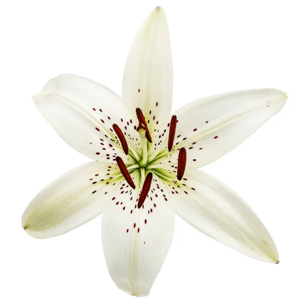 stock image Big flower of brindle lily, isolated on white background