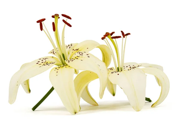 Два Цветка Лилейника Изолированные Белом Фоне — стоковое фото