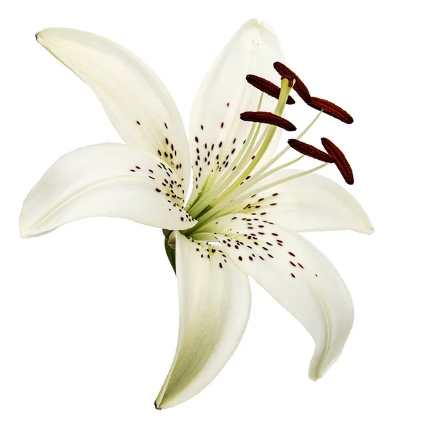 Μεγάλο Λουλούδι Του Κρίνου Ραβδωτό Απομονώνονται Λευκό Φόντο — Φωτογραφία Αρχείου
