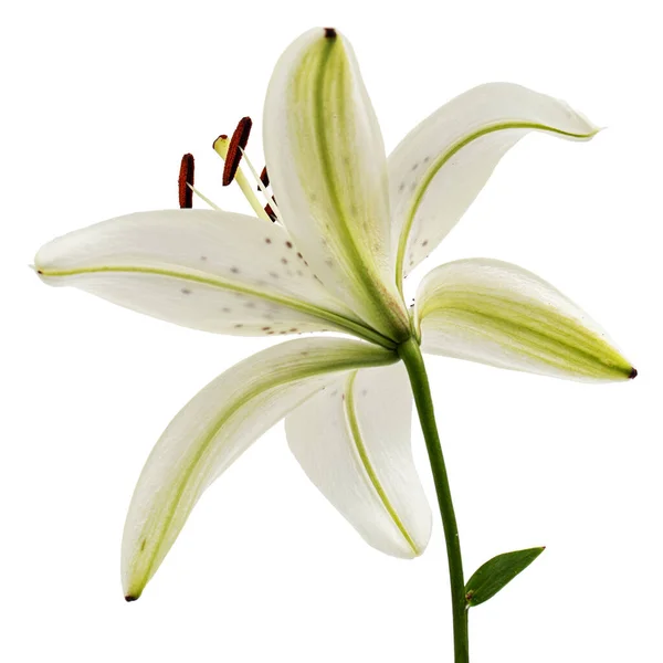 Μεγάλο Λουλούδι Του Κρίνου Ραβδωτό Απομονώνονται Λευκό Φόντο — Φωτογραφία Αρχείου