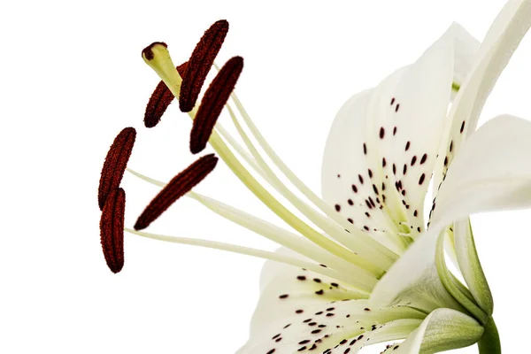 Большой Цветок Лилии Изолированный Белом Фоне — стоковое фото