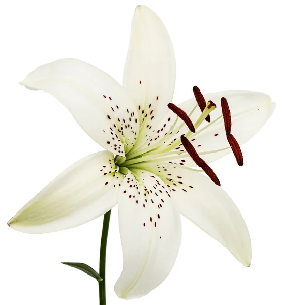 Большой Цветок Лилии Изолированный Белом Фоне — стоковое фото
