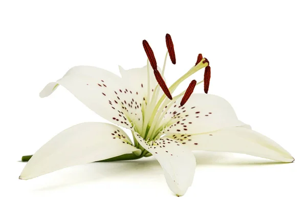 Große Blume Der Gestromten Lilie Isoliert Auf Weißem Hintergrund — Stockfoto