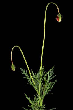 Yeşil yaprak ve haşhaş sapı. Papaver, siyah arkaplanda izole