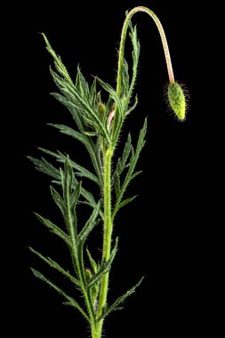 Yeşil yaprak ve haşhaş sapı. Papaver, siyah arkaplanda izole