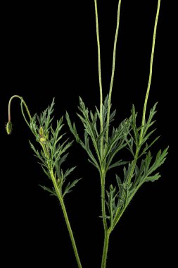 Yeşil yaprak ve haşhaş sapı. Papaver, siyah arkaplanda izole