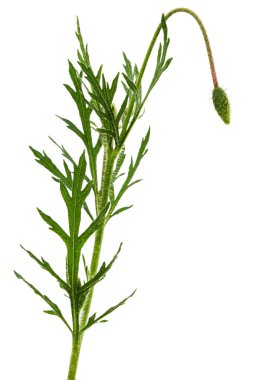 Yeşil yaprak ve haşhaş sapı. Papaver, beyaz arkaplanda izole