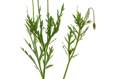 Yeşil yaprak ve haşhaş sapı. Papaver, beyaz arkaplanda izole