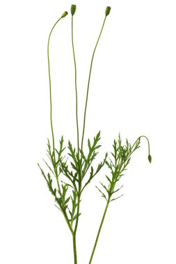 Yeşil yaprak ve haşhaş sapı. Papaver, beyaz arkaplanda izole