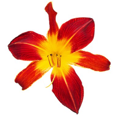 Burgonya sarısı çiçekli, lat.Hemerocallis, beyaz arka planda izole edilmiş.