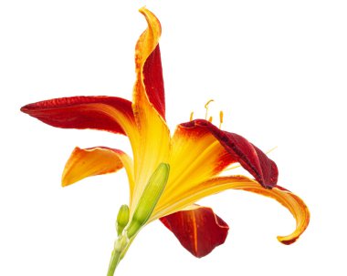 Burgonya sarısı çiçekli, lat.Hemerocallis, beyaz arka planda izole edilmiş.