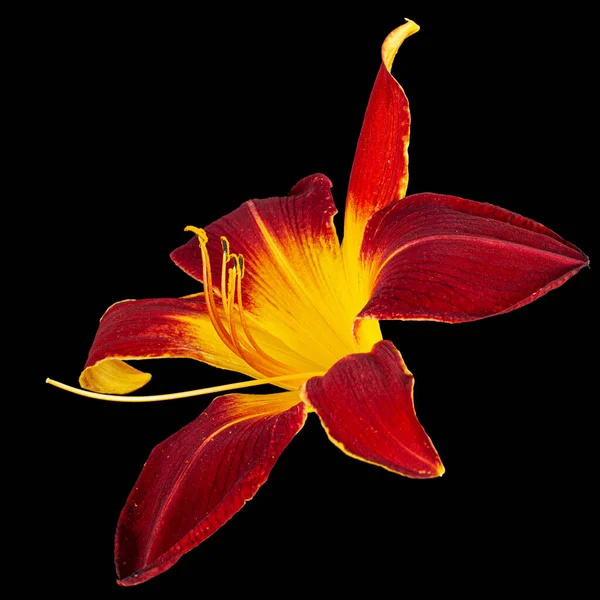 Burgunder Gelbe Blume Der Taglilie Lat Hemerocallis Isoliert Auf Schwarzem — Stockfoto