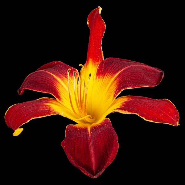 Burgundzko Żółty Kwiat Lilii Dziennej Lat Hemerocallis Izolowany Czarnym Tle — Zdjęcie stockowe