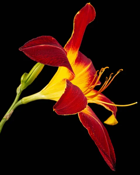Burgundia Sárga Virág Napliliom Lat Hemerocallis Elszigetelt Fekete Alapon — Stock Fotó
