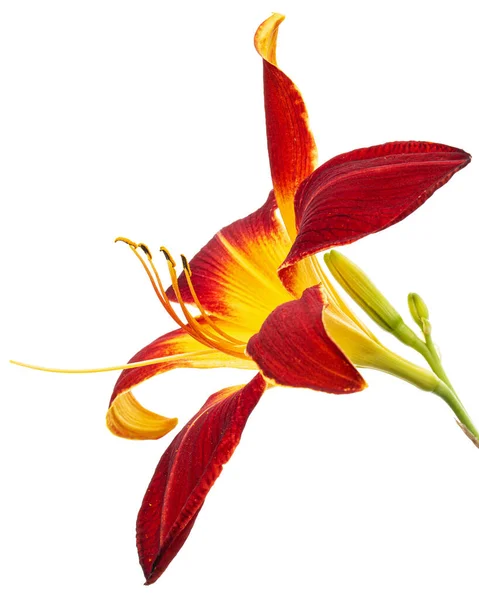 Burgunder Gelbe Blume Der Taglilie Lat Hemerocallis Isoliert Auf Weißem — Stockfoto
