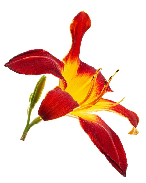 Burgundzko Żółty Kwiat Lilii Dziennej Lat Hemerocallis Izolowany Białym Tle — Zdjęcie stockowe