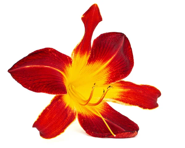 Burgundia Sárga Virág Napliliom Lat Hemerocallis Elszigetelt Fehér Alapon — Stock Fotó